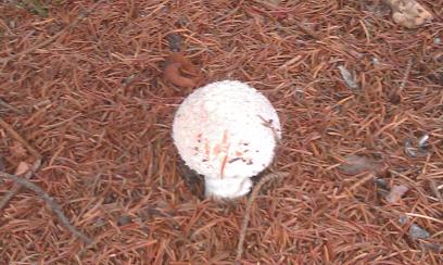 amanita muscaria