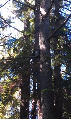 owl_on_vashon